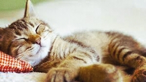 cat