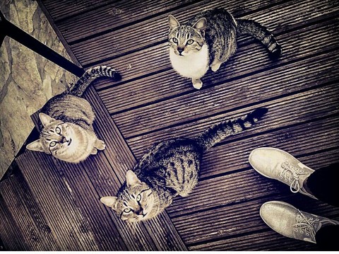Cats