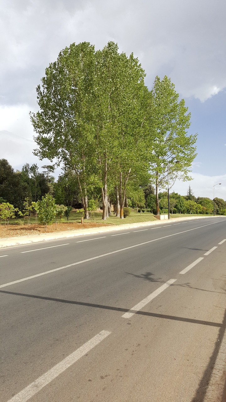 trees on the road