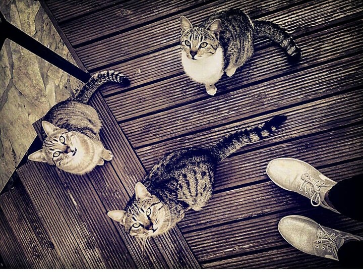 Cats