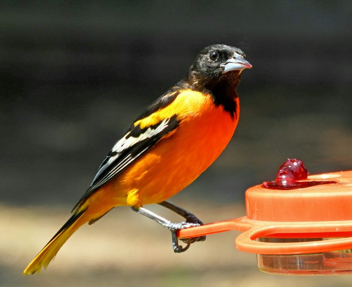 M Oriole 1