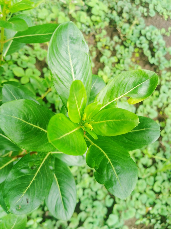 nature