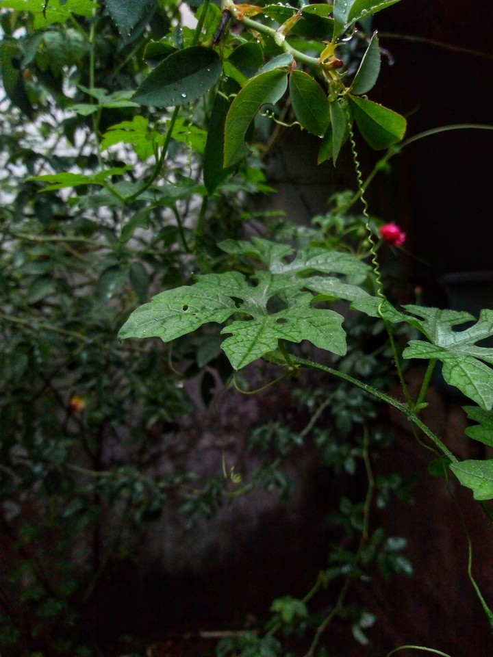 green leaves