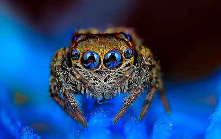Spider zoom 4k