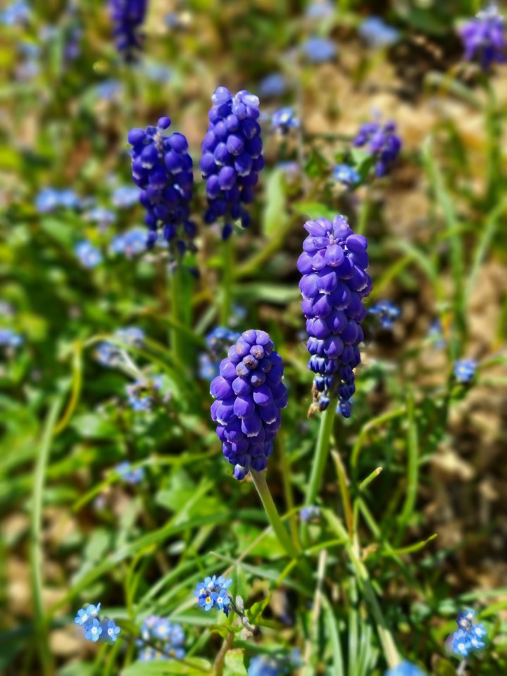 spring