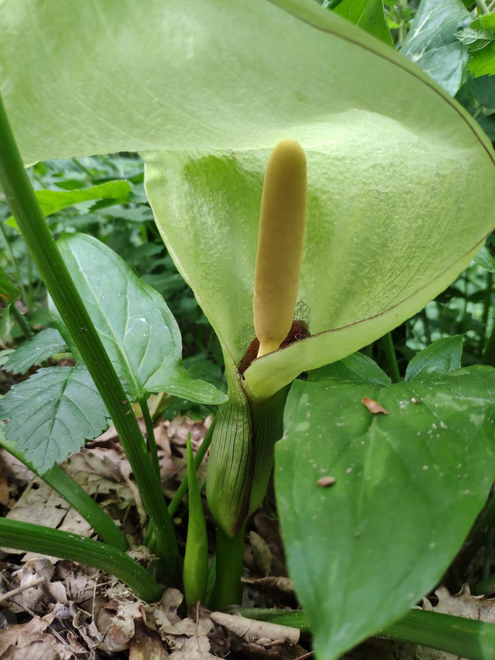 Forêt