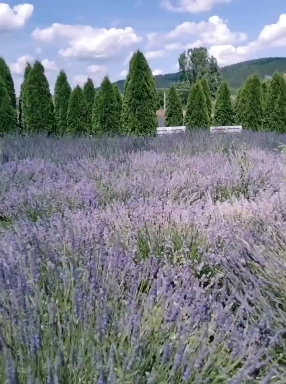 Y❤️ Intoxicating fragrance of Romania.