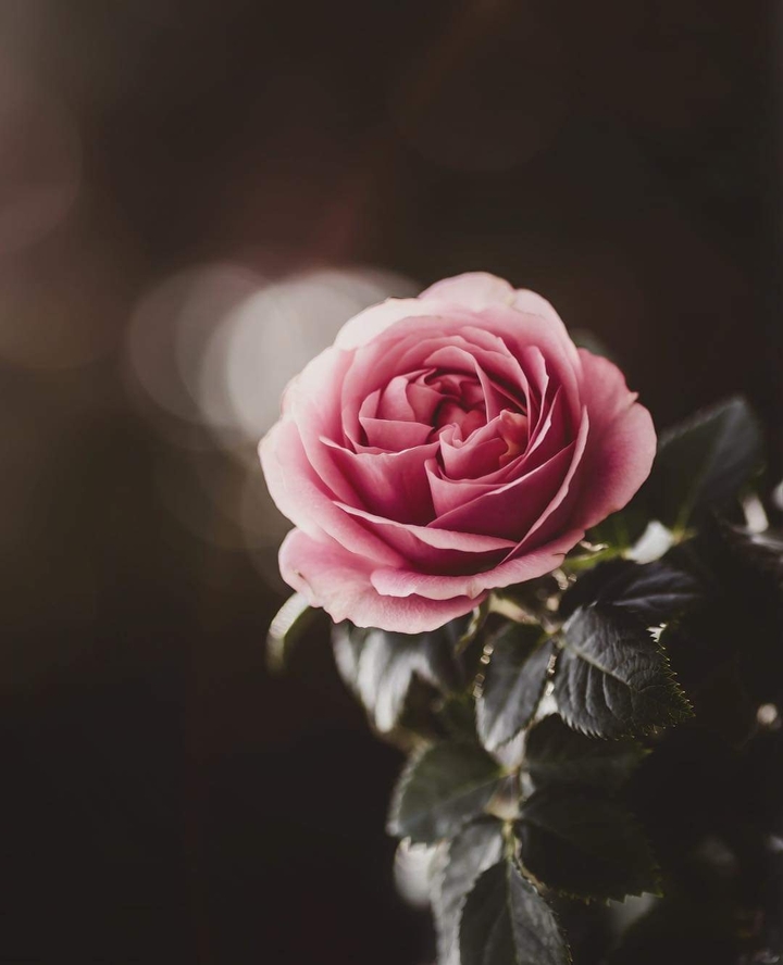 rose
