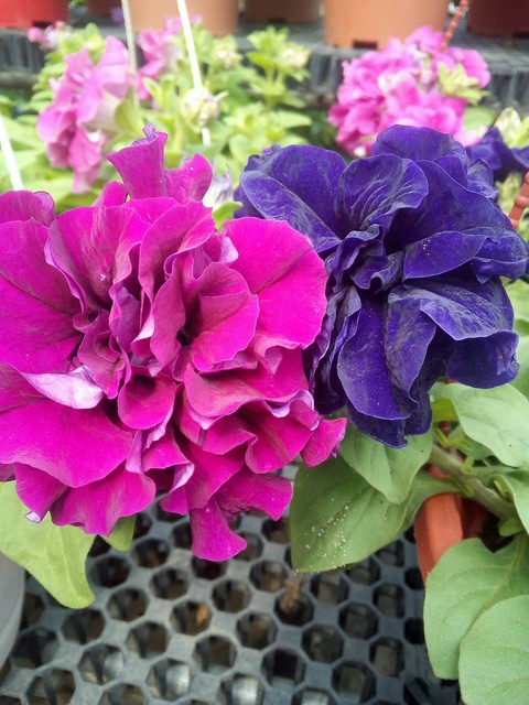 обои plant, flower