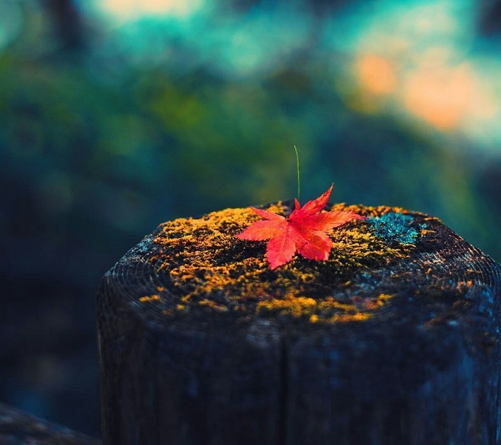 mapel leaf