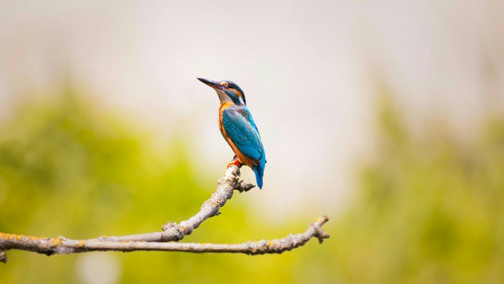 kingfisher