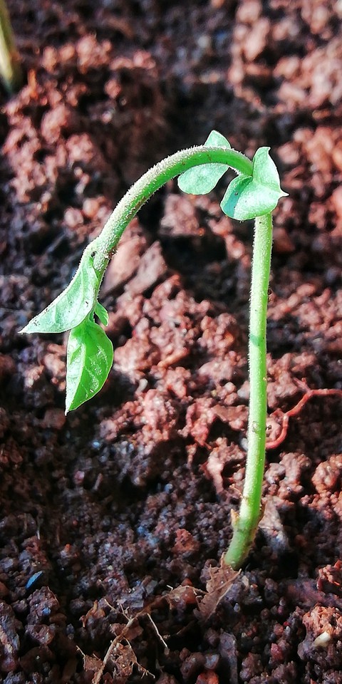 plant