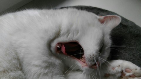 White cat