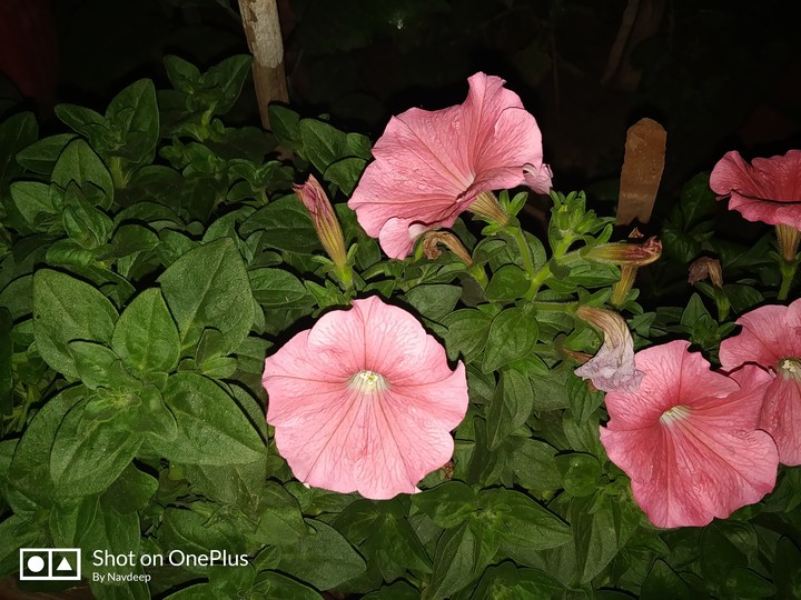 Flower in the dark