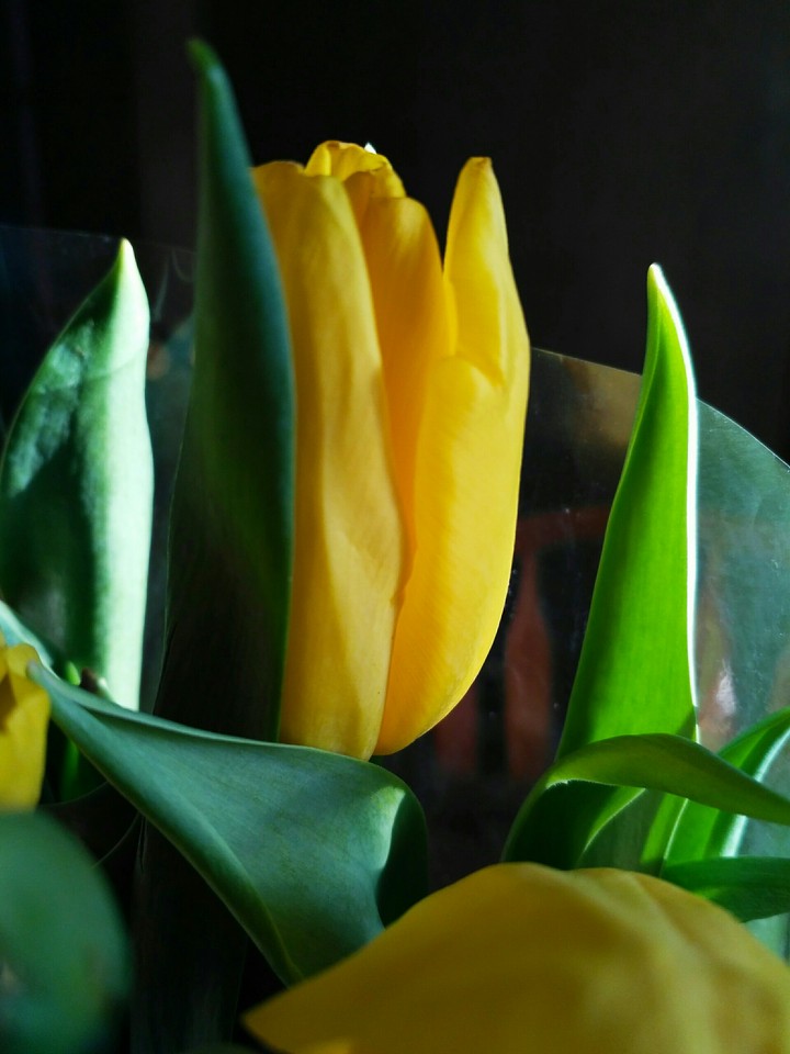 tulips