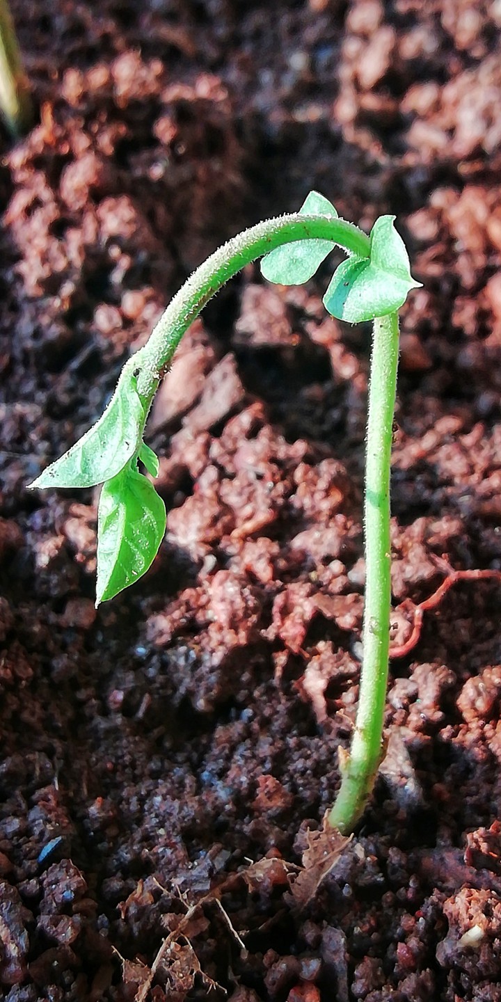 plant