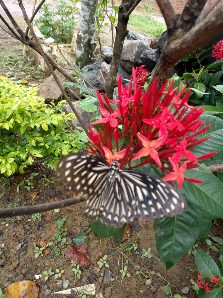 butterfly