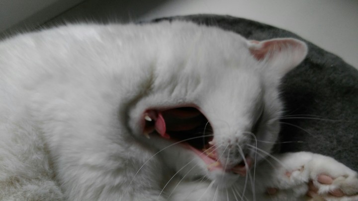 White cat