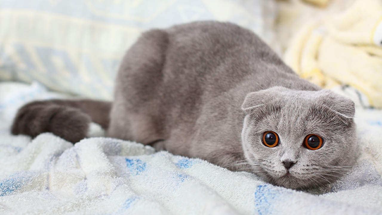 котик