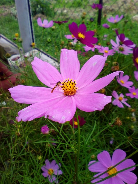 sfondi flower, flora