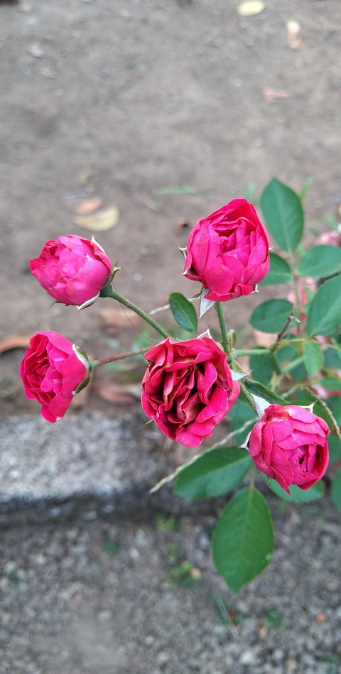 Rose