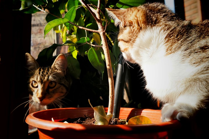 Sindy and Yoyo