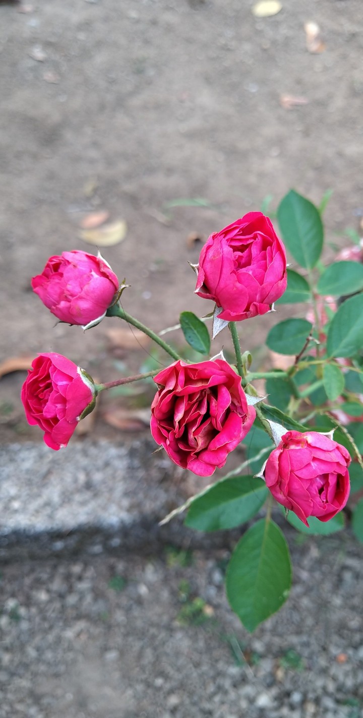 Rose