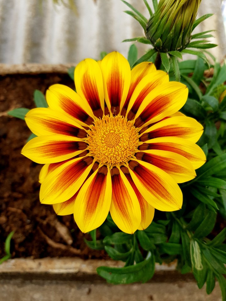 yellow flower