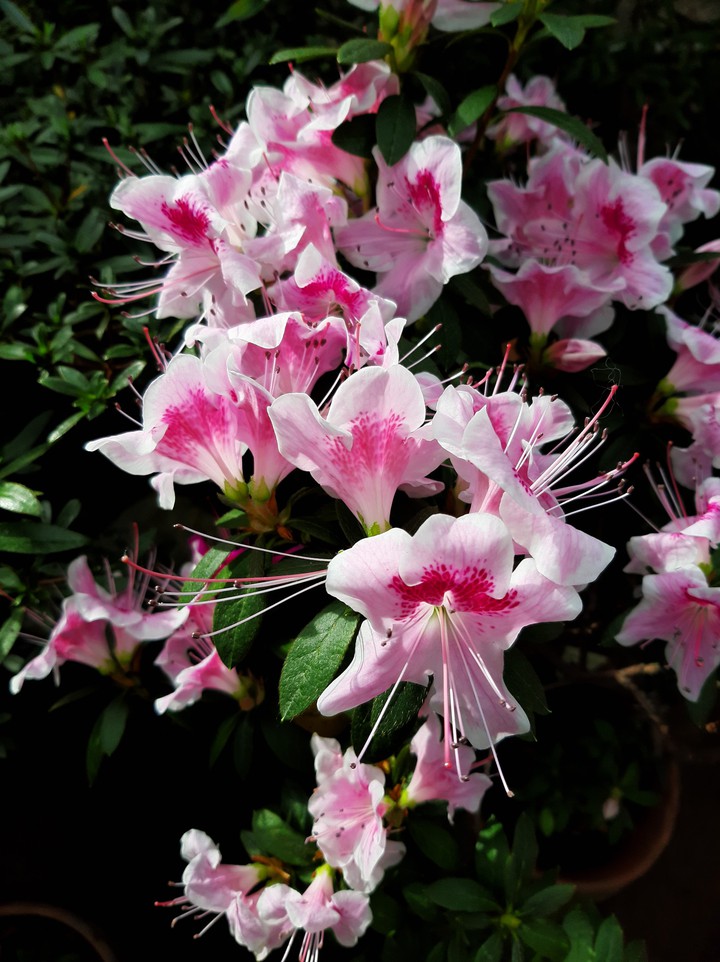 flowers