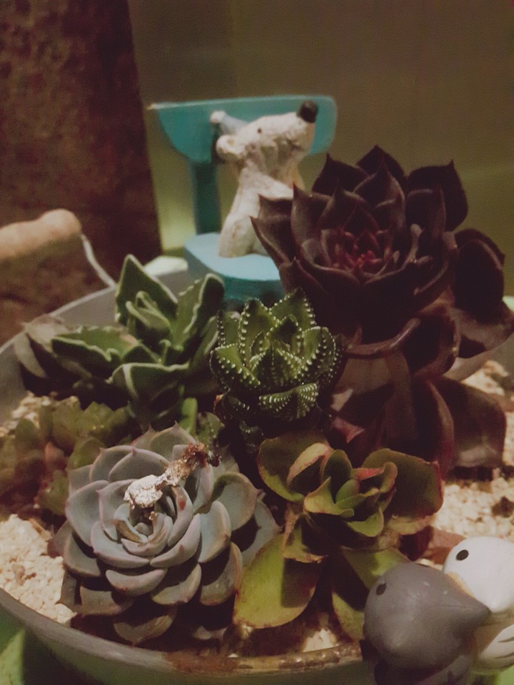 Succulent Plants