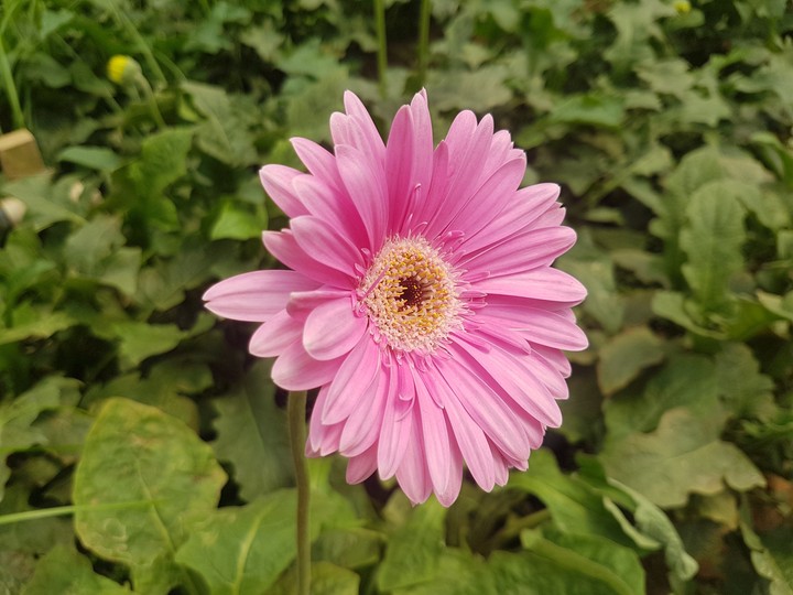 BeatifulFlower