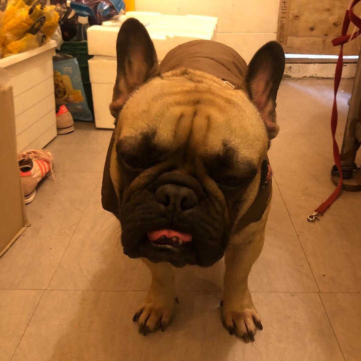 bulldog