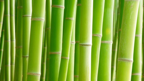 cane, Bamboo wallpapers
