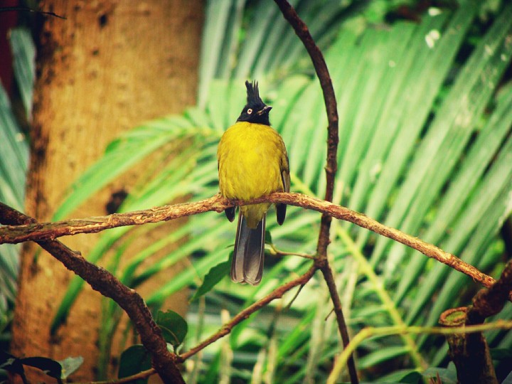 Bird