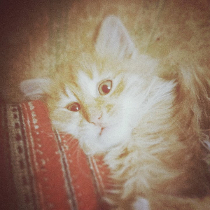 Catty the dank kitten