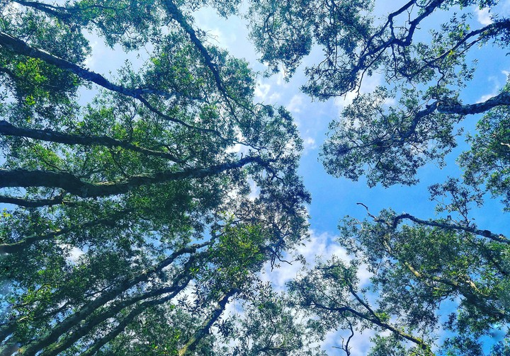trees
