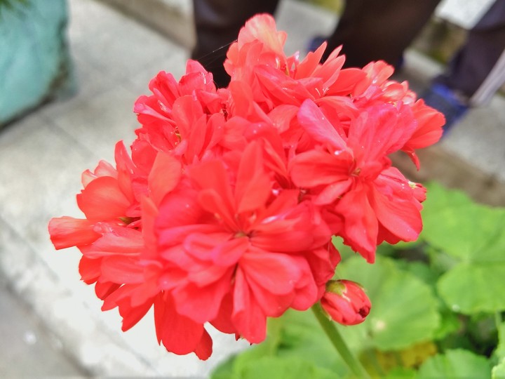 red