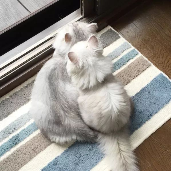 cats