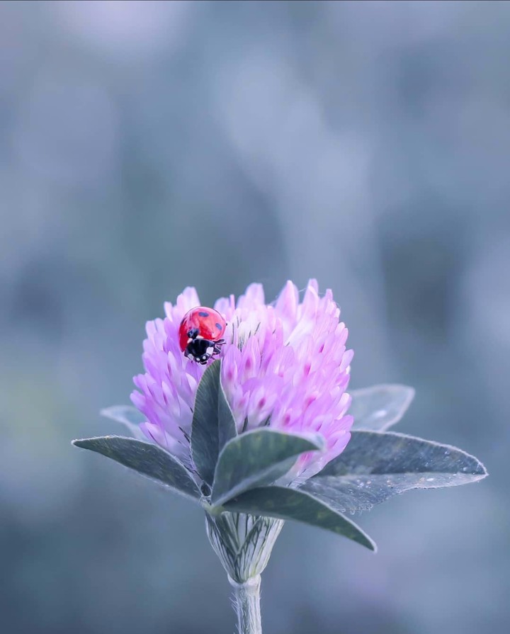 Clover Meadow