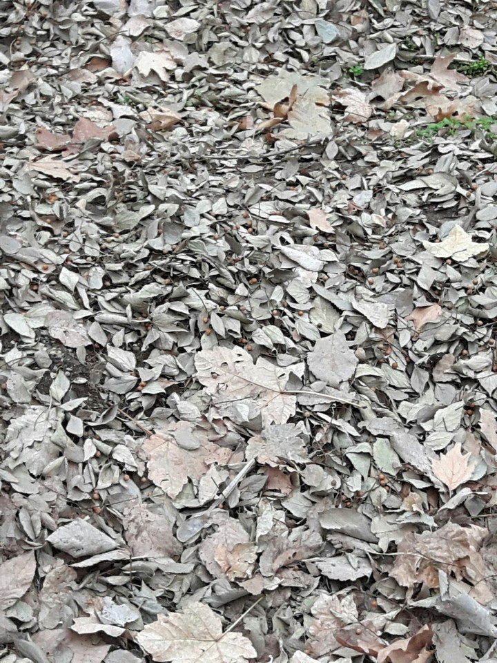 leaf fall , black white (no filter)
