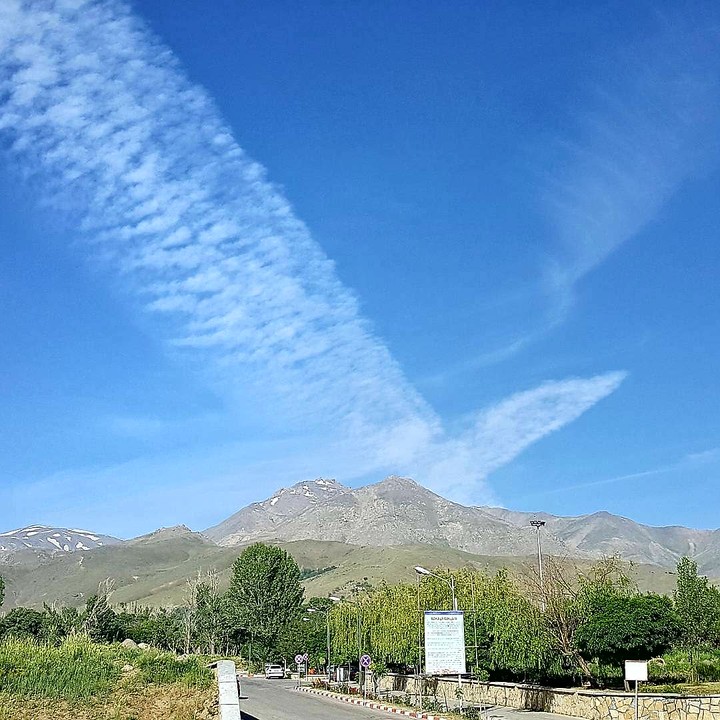 bird in the sky