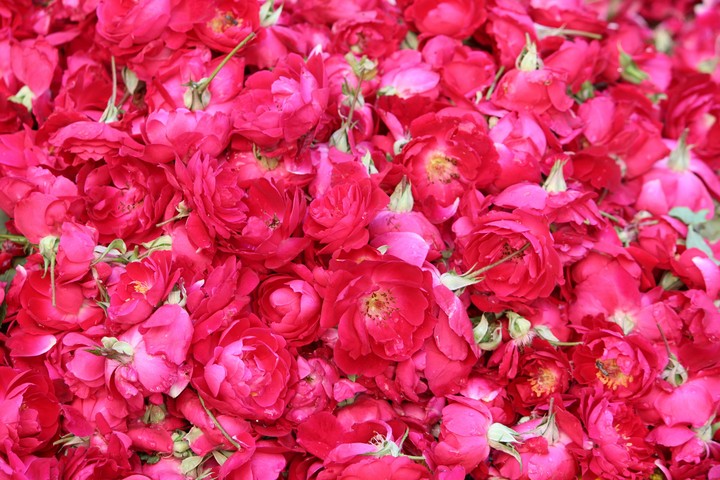 Roses