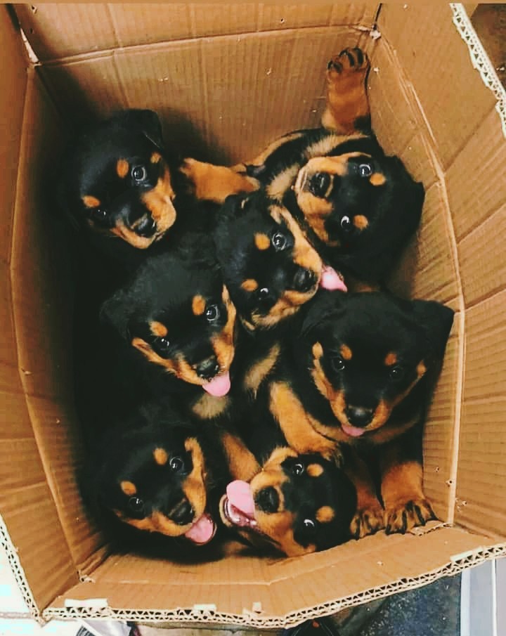 puppies