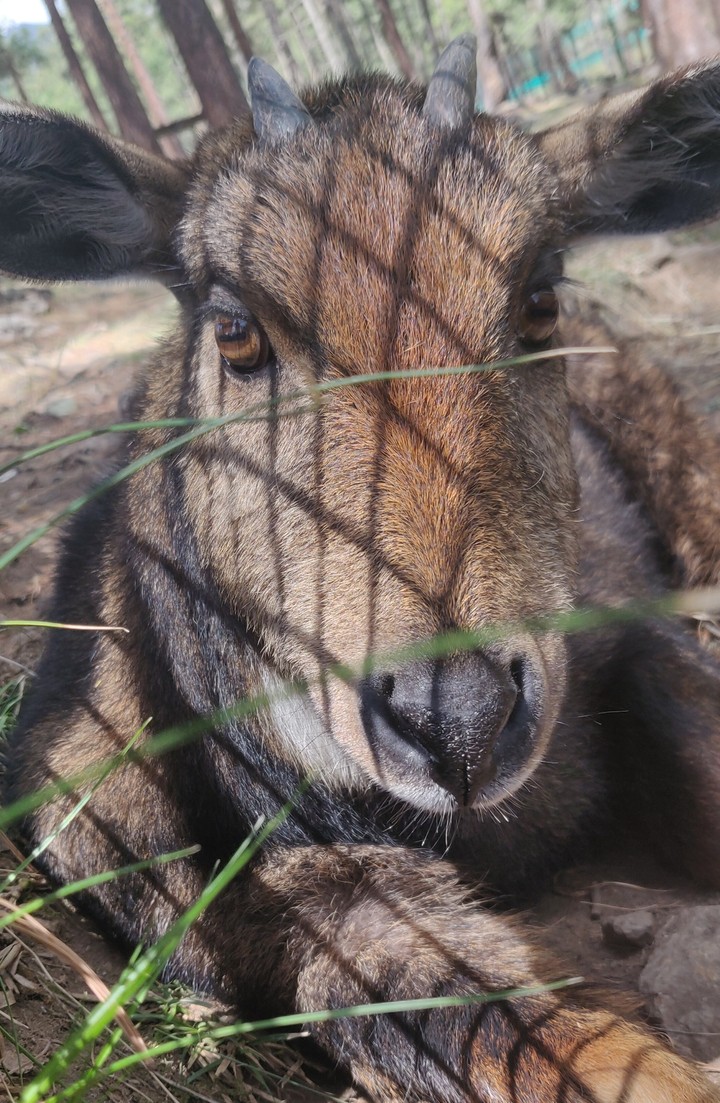 antelope