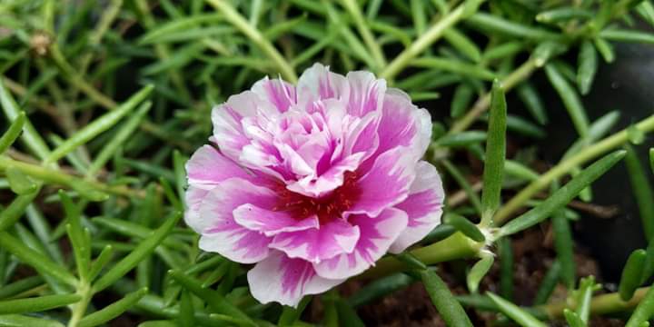 purslane
