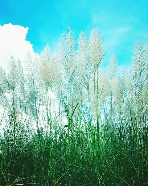 White Lau Vietnam.