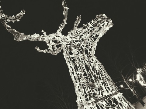 deer