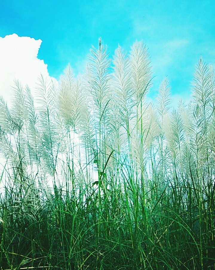 White Lau Vietnam.