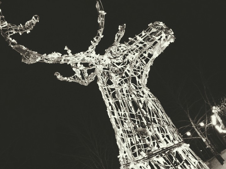 deer