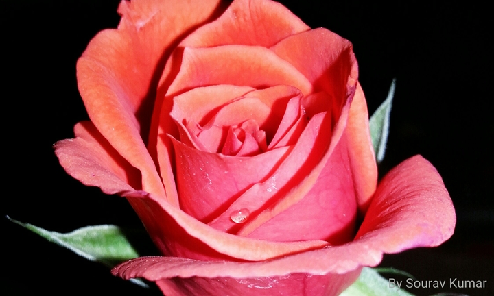 rose